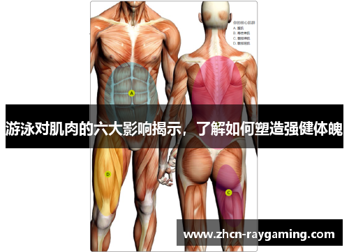 游泳对肌肉的六大影响揭示，了解如何塑造强健体魄